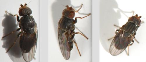 Aphanotrigonum trilineatum